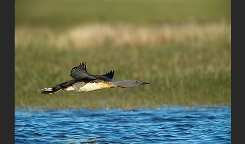 Sterntaucher (Gavia stellata)