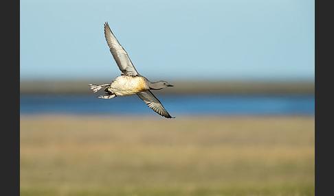 Sterntaucher (Gavia stellata)