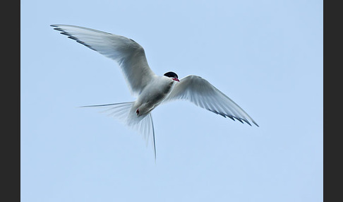 Küstenseeschwalbe (Sterna paradisaea)