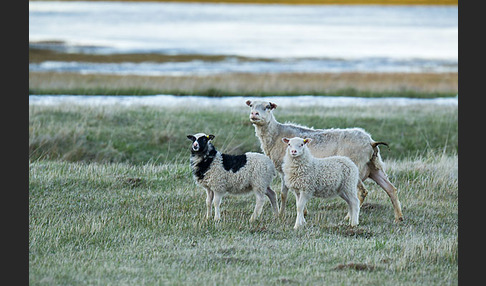 Islandschaf (Ovis orientalis f. aries)