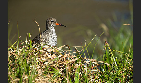 Rotschenkel (Tringa totanus)