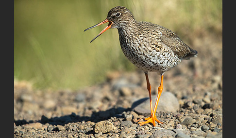 Rotschenkel (Tringa totanus)