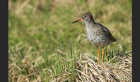 Rotschenkel (Tringa totanus)