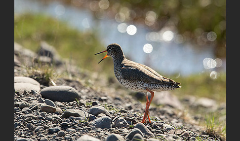 Rotschenkel (Tringa totanus)