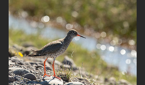 Rotschenkel (Tringa totanus)