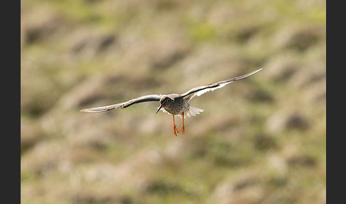 Rotschenkel (Tringa totanus)