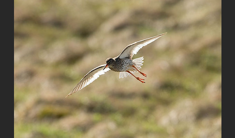 Rotschenkel (Tringa totanus)