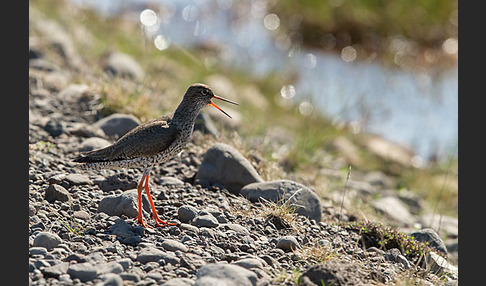 Rotschenkel (Tringa totanus)