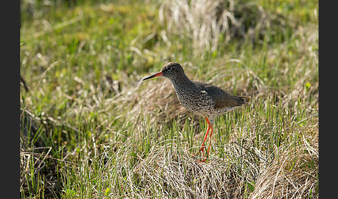 Rotschenkel (Tringa totanus)