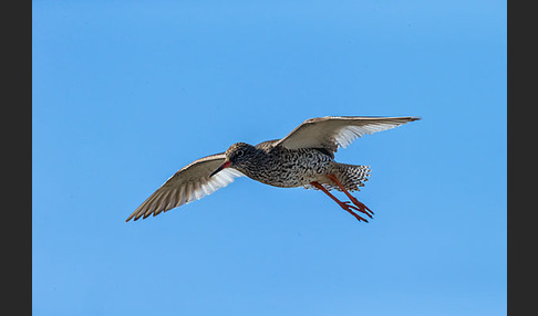 Rotschenkel (Tringa totanus)