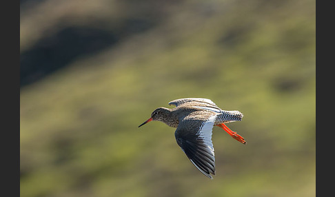 Rotschenkel (Tringa totanus)