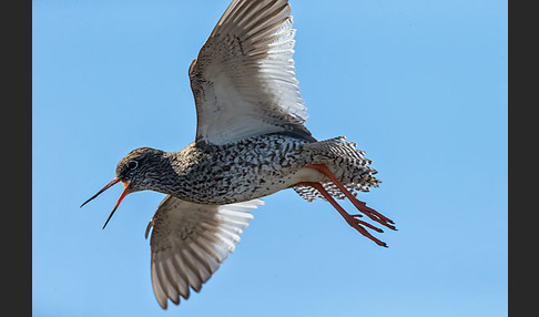 Rotschenkel (Tringa totanus)