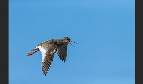 Rotschenkel (Tringa totanus)