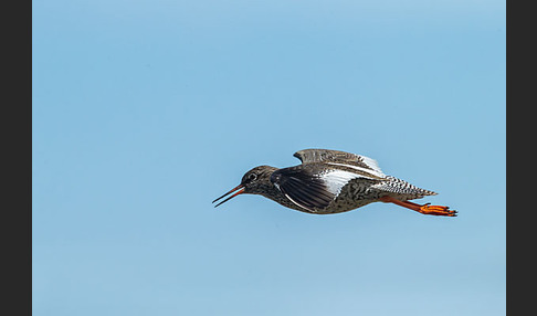 Rotschenkel (Tringa totanus)