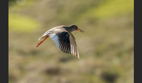 Rotschenkel (Tringa totanus)