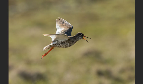 Rotschenkel (Tringa totanus)