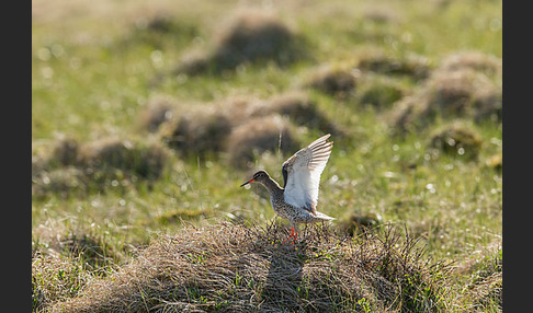 Rotschenkel (Tringa totanus)