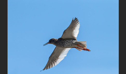 Rotschenkel (Tringa totanus)