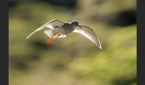 Rotschenkel (Tringa totanus)