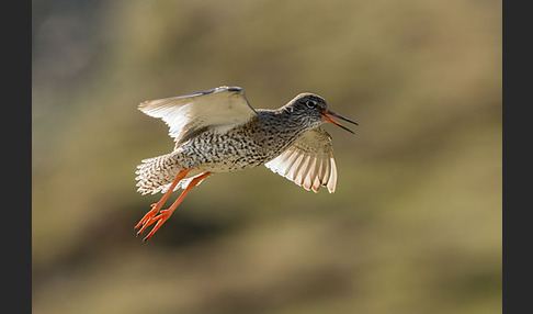 Rotschenkel (Tringa totanus)