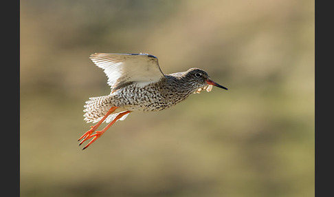 Rotschenkel (Tringa totanus)