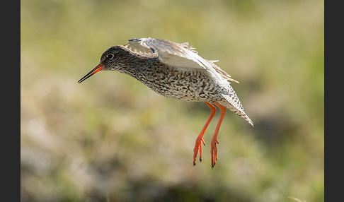 Rotschenkel (Tringa totanus)