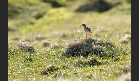 Rotschenkel (Tringa totanus)