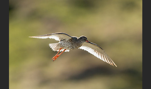 Rotschenkel (Tringa totanus)