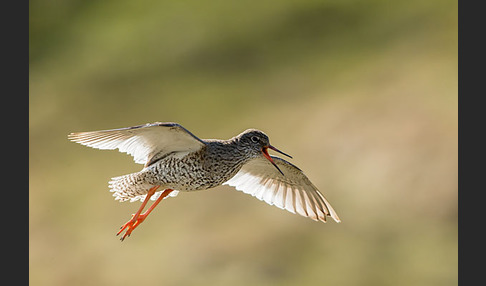 Rotschenkel (Tringa totanus)