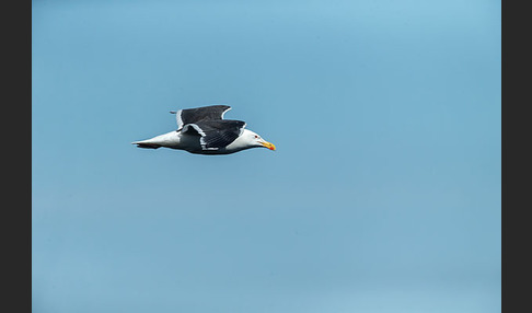 Mantelmöwe (Larus marinus)