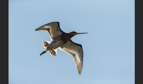 Uferschnepfe (Limosa limosa)