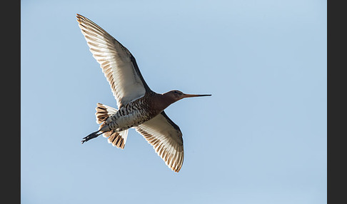 Uferschnepfe (Limosa limosa)