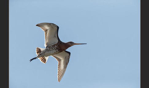 Uferschnepfe (Limosa limosa)