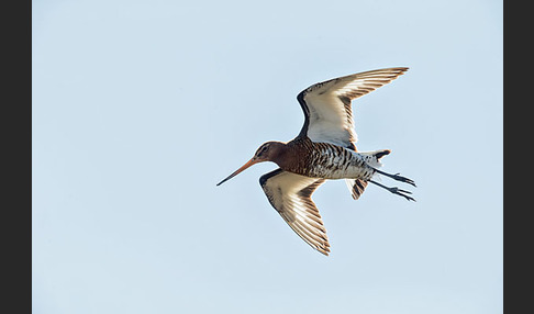 Uferschnepfe (Limosa limosa)