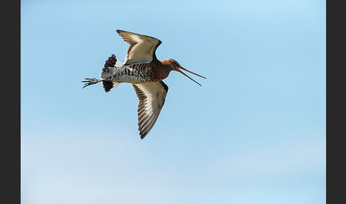 Uferschnepfe (Limosa limosa)