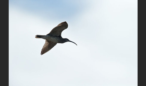 Regenbrachvogel (Numenius phaeopus)