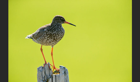 Rotschenkel (Tringa totanus)