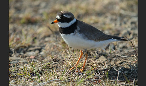 Sandregenpfeifer (Charadrius hiaticula)