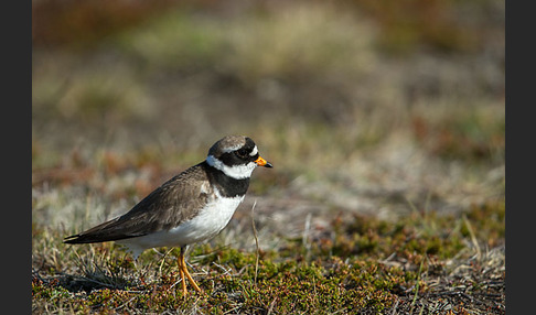 Sandregenpfeifer (Charadrius hiaticula)