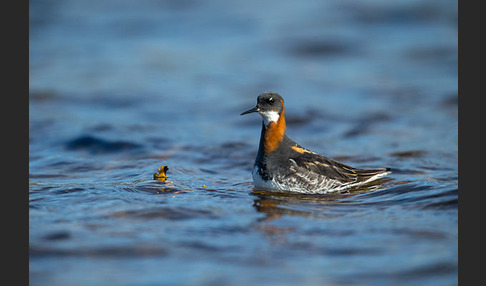 Odinshühnchen (Phalaropus lobatus)