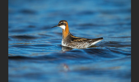 Odinshühnchen (Phalaropus lobatus)