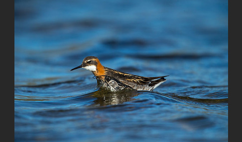 Odinshühnchen (Phalaropus lobatus)