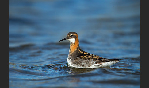 Odinshühnchen (Phalaropus lobatus)