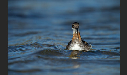 Odinshühnchen (Phalaropus lobatus)