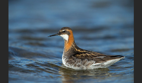 Odinshühnchen (Phalaropus lobatus)