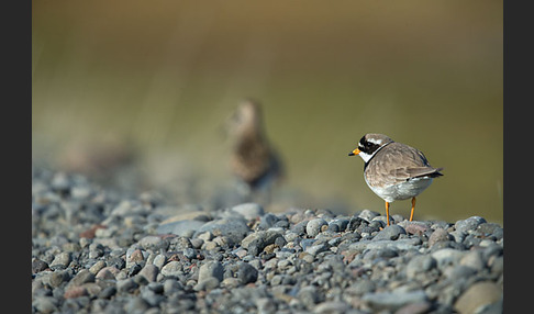 Sandregenpfeifer (Charadrius hiaticula)