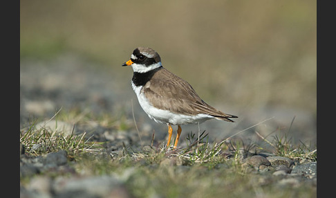 Sandregenpfeifer (Charadrius hiaticula)