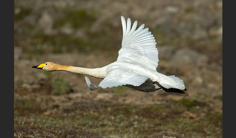 Singschwan (Cygnus cygnus)