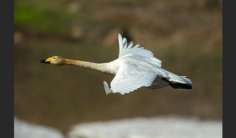 Singschwan (Cygnus cygnus)