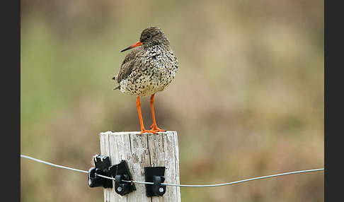 Rotschenkel (Tringa totanus)